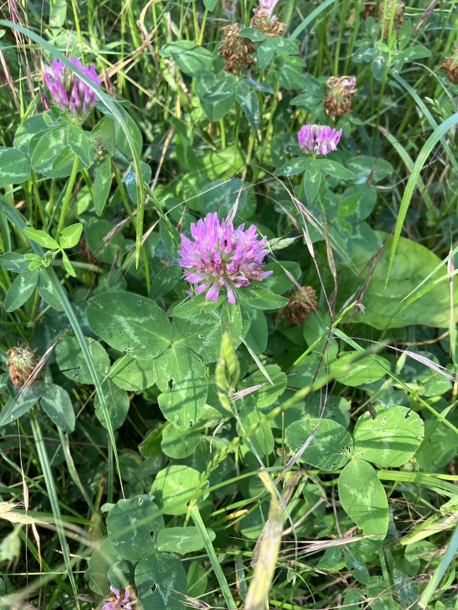 noveny voroshere limonade egeszseg eletmod vadnoveny terepeuta