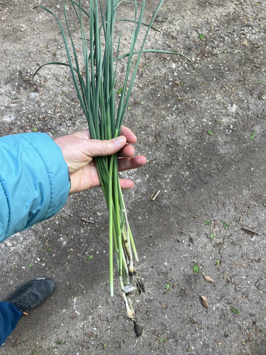 terepeuta tavaszi betegsegek termeszetes gyogymod 1