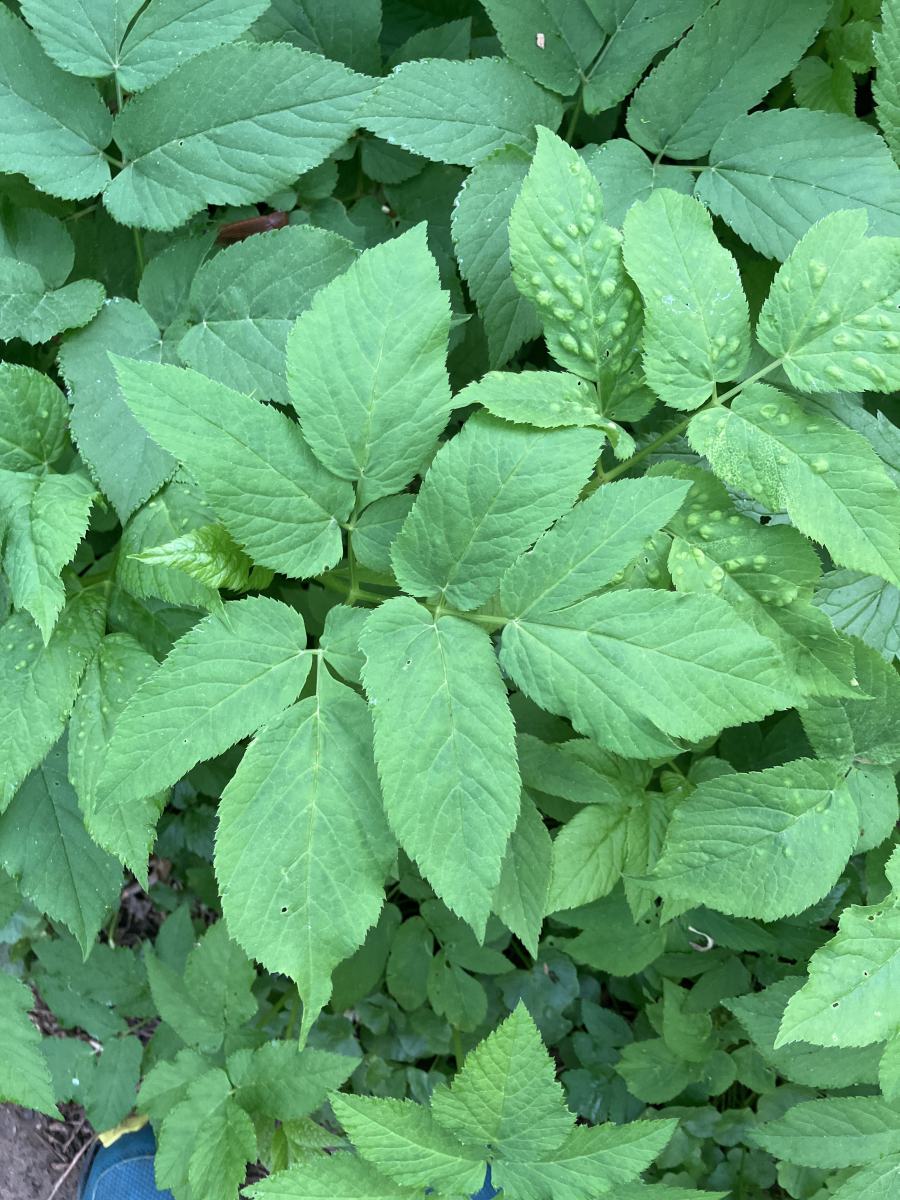 terepeuta tavaszi betegsegek termeszetes gyogymod 2