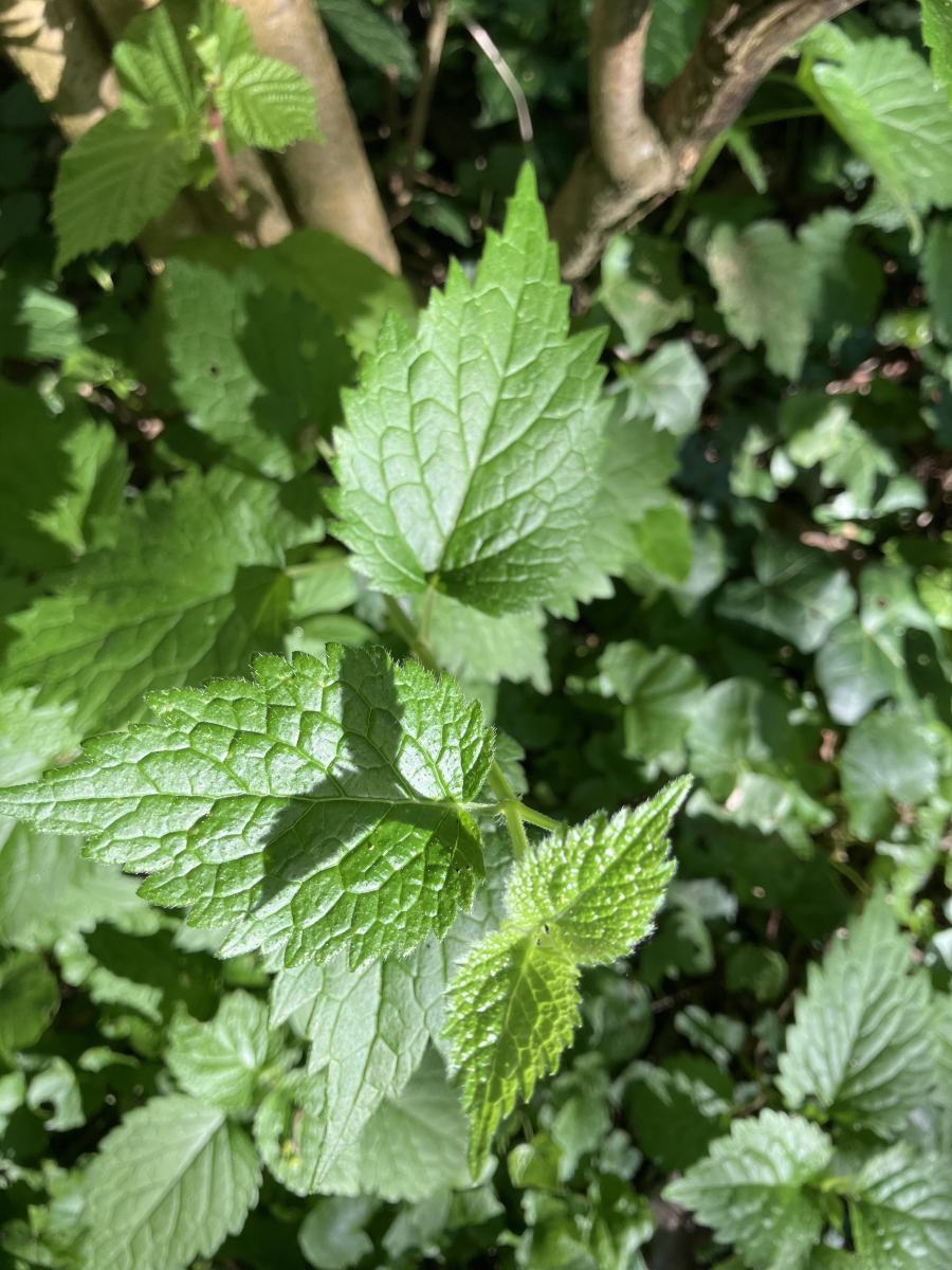 terepeuta tavaszi betegsegek termeszetes gyogymod 3