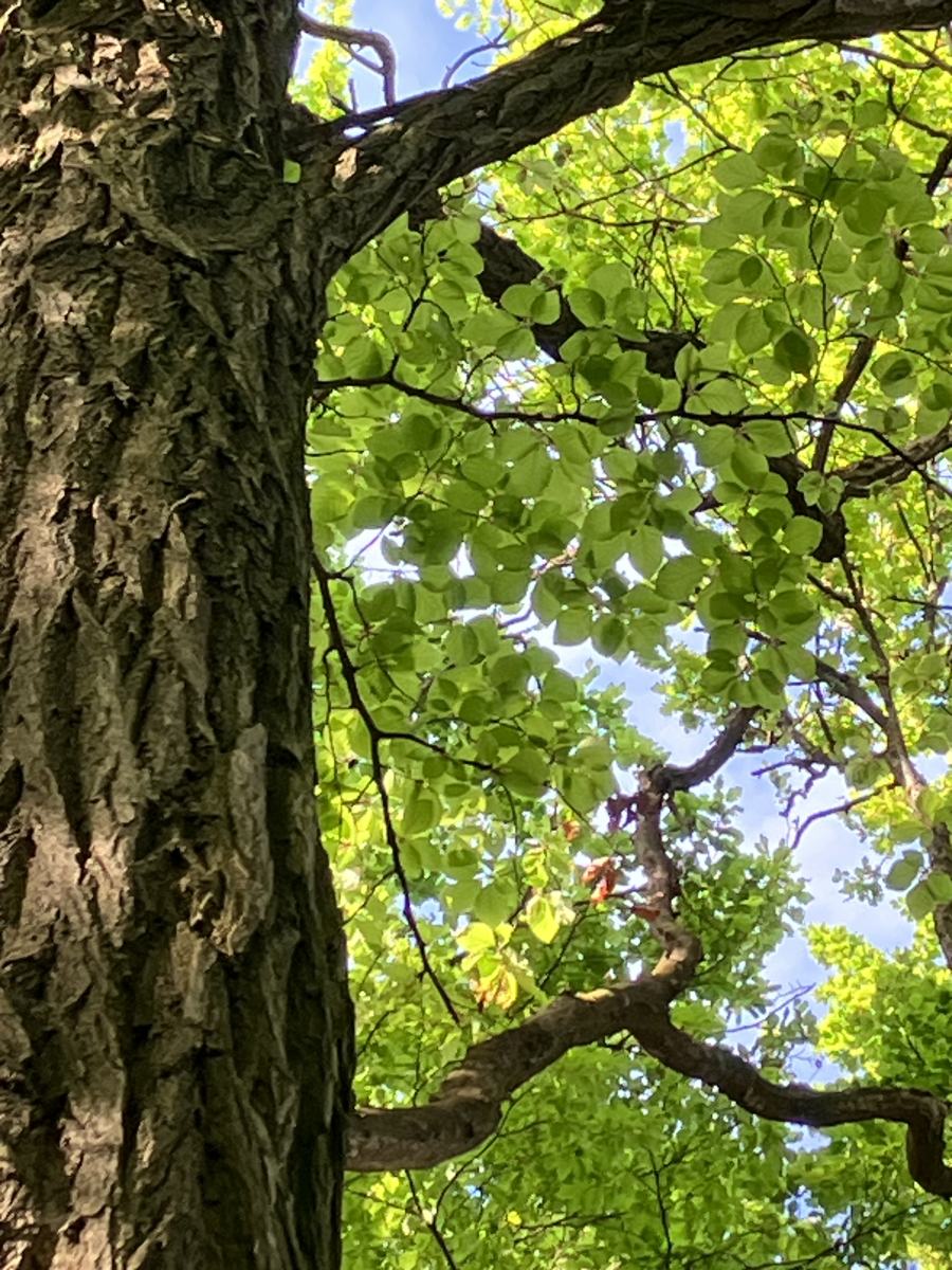 terepeuta tavaszi betegsegek termeszetes gyogymod 4