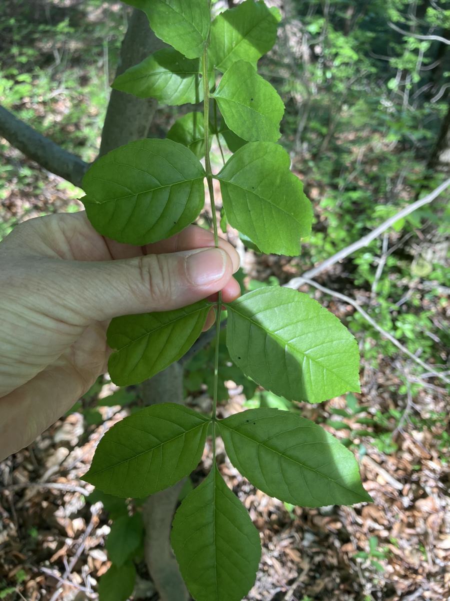 terepeuta tavaszi betegsegek termeszetes gyogymod 5