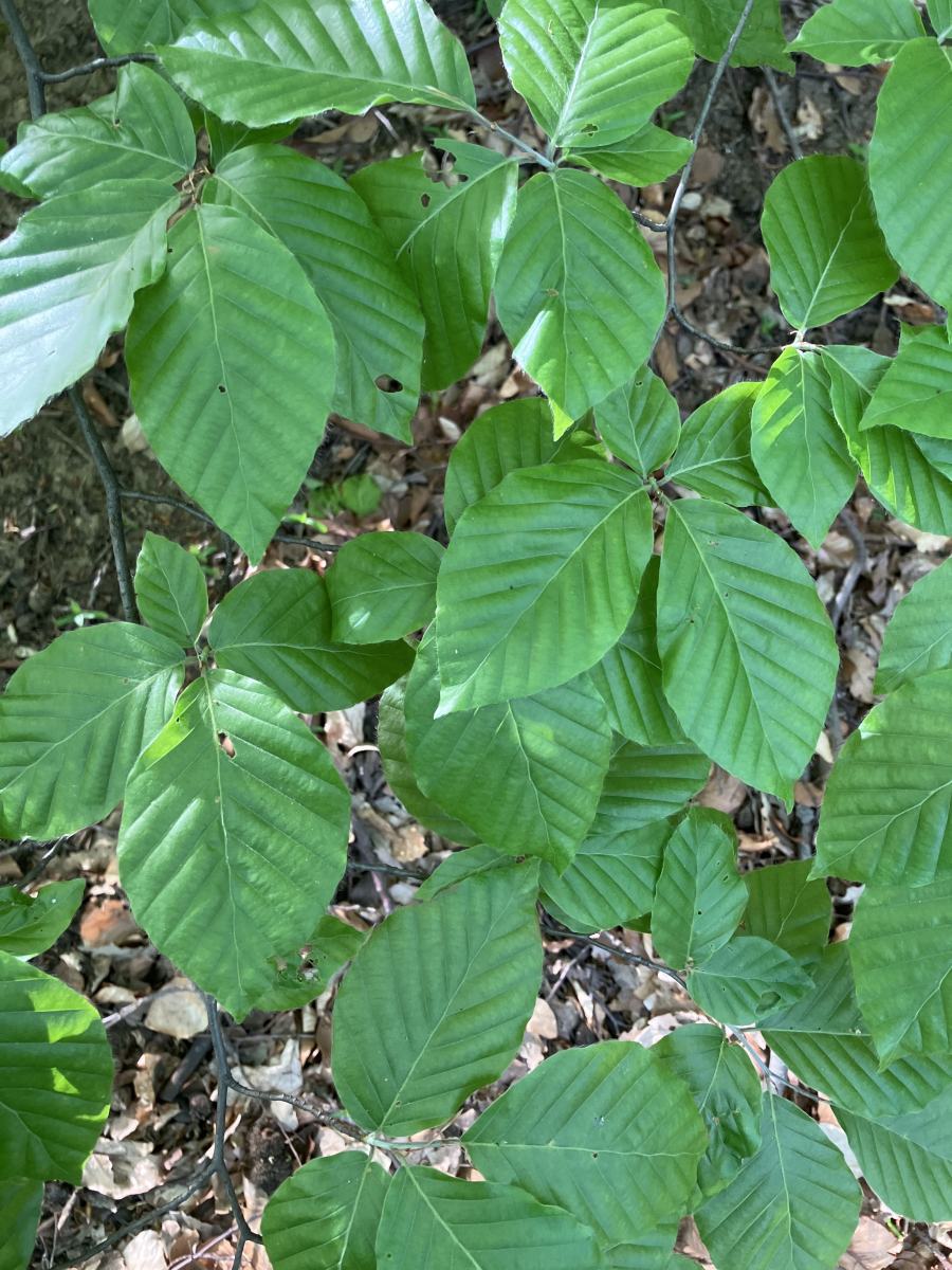terepeuta tavaszi betegsegek termeszetes gyogymod 6