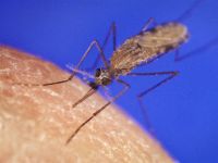 szúnyog, vér, erdő, csípés