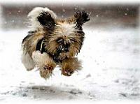 növényi, étrend, kutya, vegán, vegetáriánus, hús