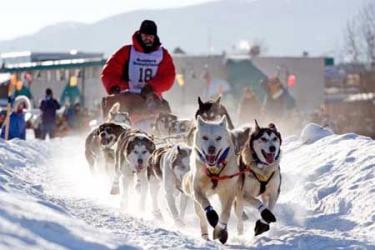 Újra inupiat győztese van a legendás Iditarod kutyaszán viadalnak