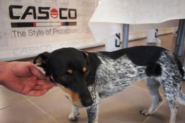 Casco nemcsak a fejet védi - állatmenhelyet és a fenntartható fejlődést is támogatja