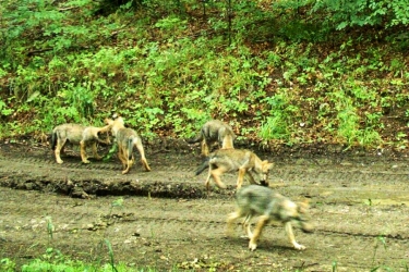 Farkasok a Bükkben friss felvételeken (+videó)
