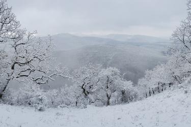 Kemény-élmény terepfutás a Dunakanyarban - Téli Börzsöny Trail