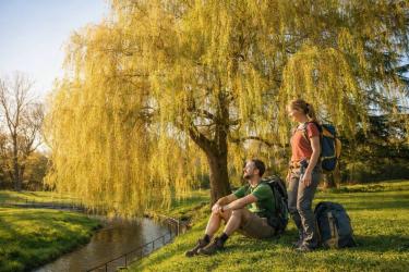 &Ouml;ngy&oacute;gy&iacute;t&aacute;s az erdőben: a fűzfa (salix) - a gyullad&aacute;scs&ouml;kkentő
