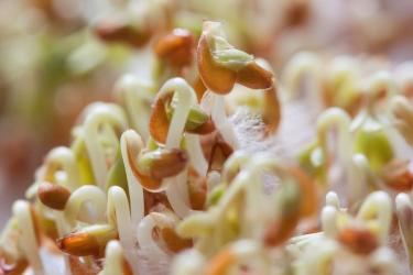Antioxid&aacute;nsok, n&ouml;v&eacute;nyi &eacute;trend - harc az influenza ellen