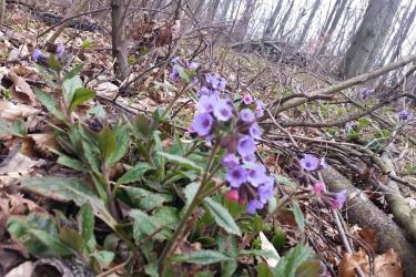 Pattintsd ki magad, mint r&uuml;gyet a tavasz&hellip;