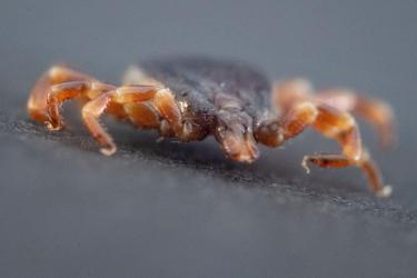 &Uacute;jabb p&eacute;ld&aacute;nyt tal&aacute;ltak a v&eacute;rz&eacute;ses l&aacute;zat terjesztő, nem őshonos kullancsb&oacute;l Magyarorsz&aacute;gon